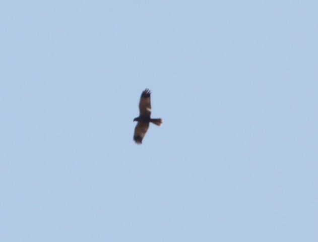 Rapace in volo sul giardino
